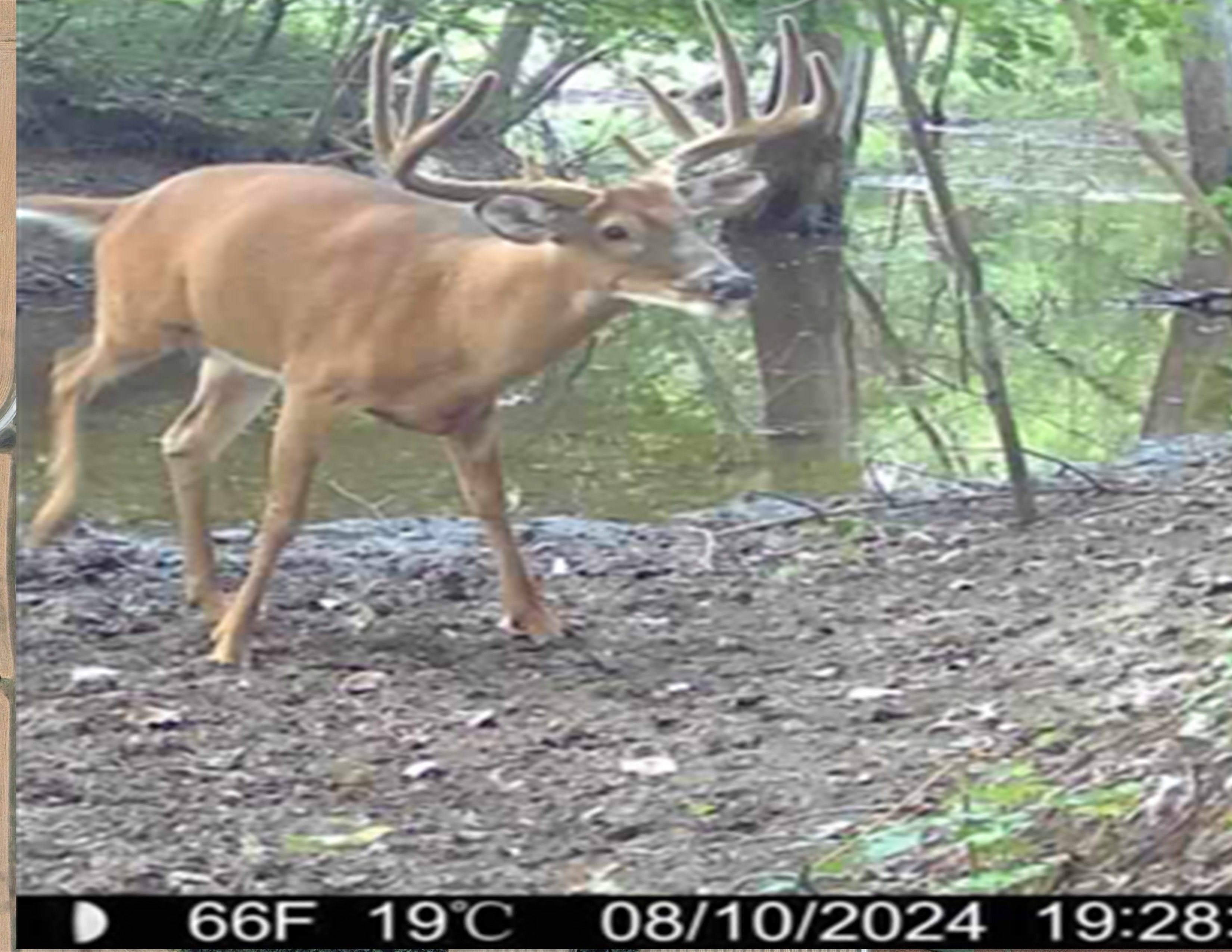Listing Photo: Deer Photo Wolfe